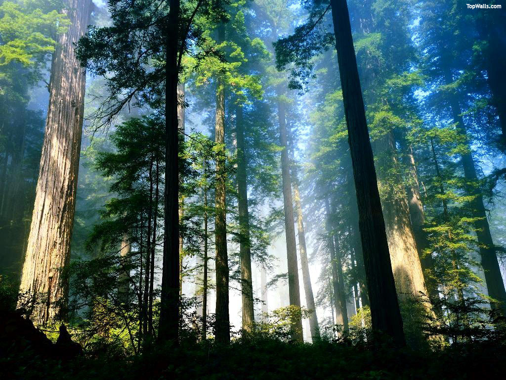 Forest-Nature-Wallpaper