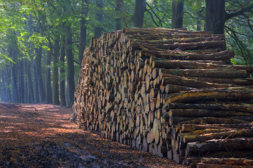 Pile of wood next to a path through a beech forest